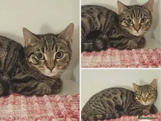 Mixed Breed cats Rory - shy sweet boy - Advert 2