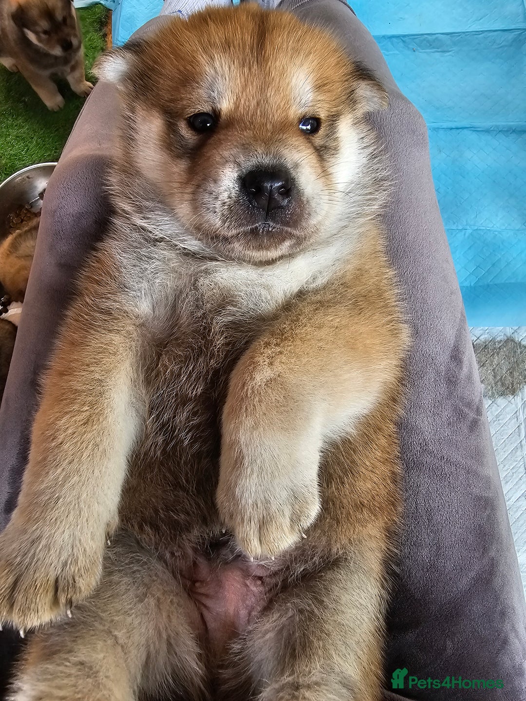 Mixed Breed dogs for sale: Chowsky puppies  chow chow  - Image 5