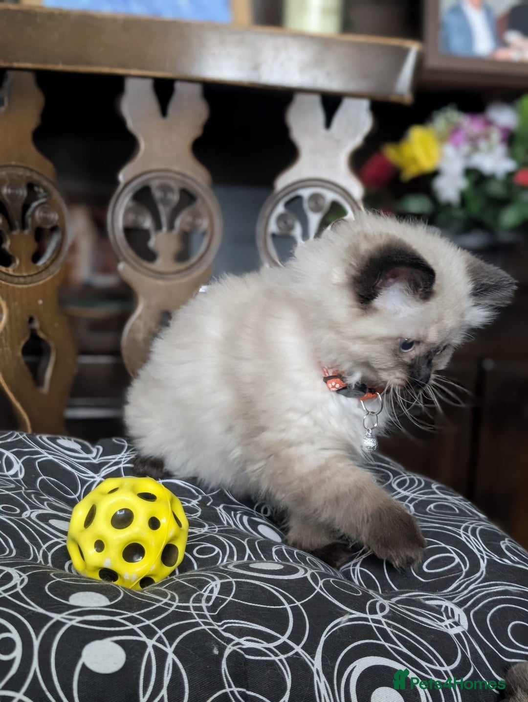 Ragdoll cats for sale: **Stunning litter of 4 ragdoll kittens** - Advert 18