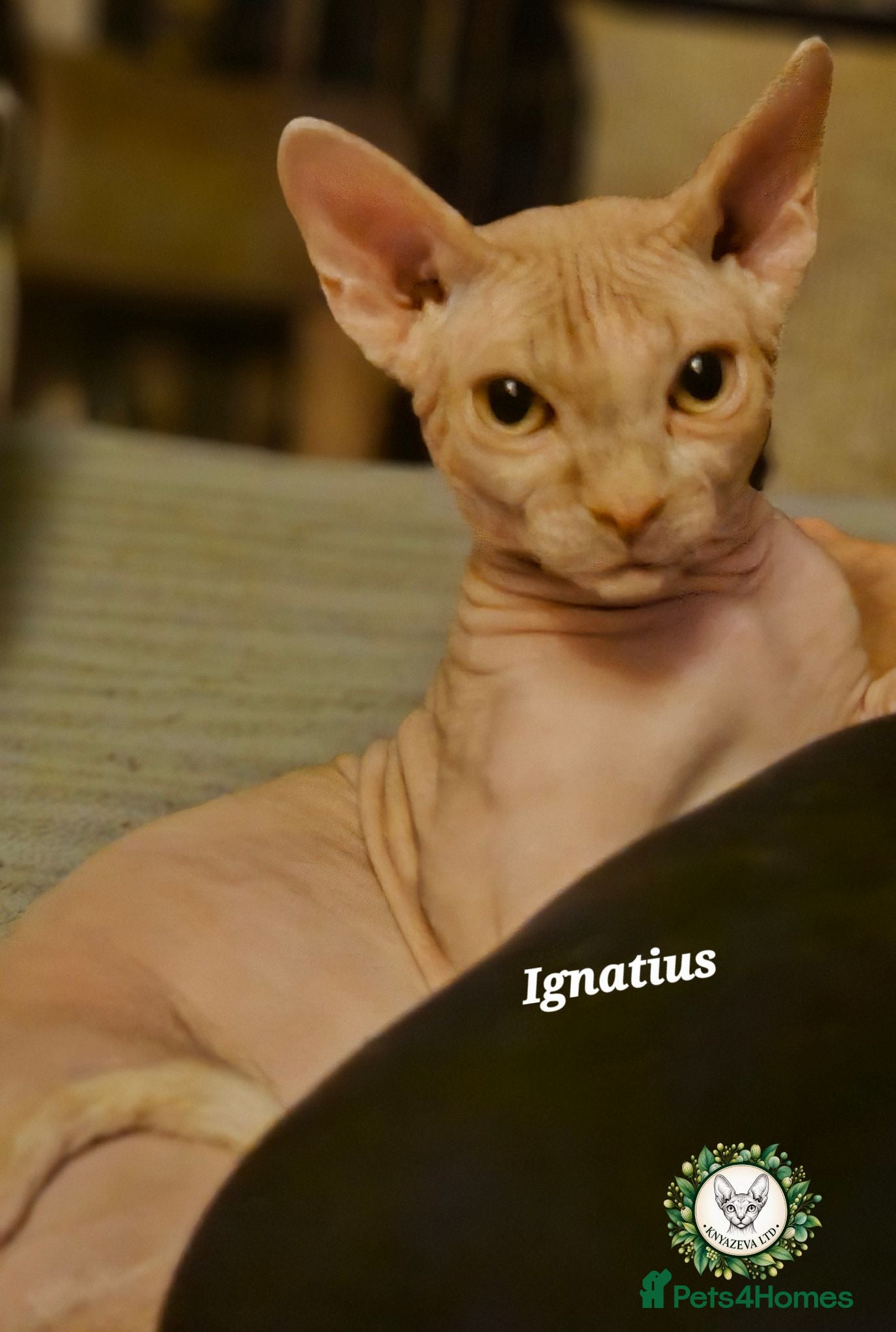 Sphynx cats  Adult two Male Sphynx Cats – Pets Only - Advert 4