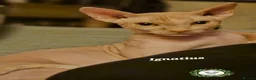 Sphynx cats for sale:  Adult two Male Sphynx Cats – Pets Only - Advert 2