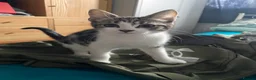 Maine Coon cats for sale: Playful Maine coon kittens ready for a loving home - Advert 15