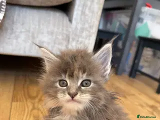 Maine Coon cats Pedigree Maine Coon Kittens, Show Lines - Advert 2