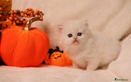 British Shorthair cats for sale: British SH and LH available  - Image 4