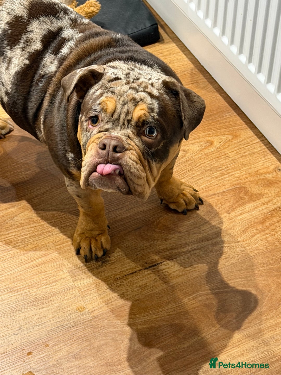 English Bulldog dogs for sale: Stunning & unique English Bulldog female  - Advert 8