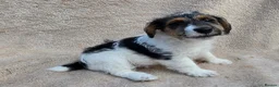 Mixed Breed dogs for sale: Fox terrier x wire haired jack Russel puppies - Advert 8