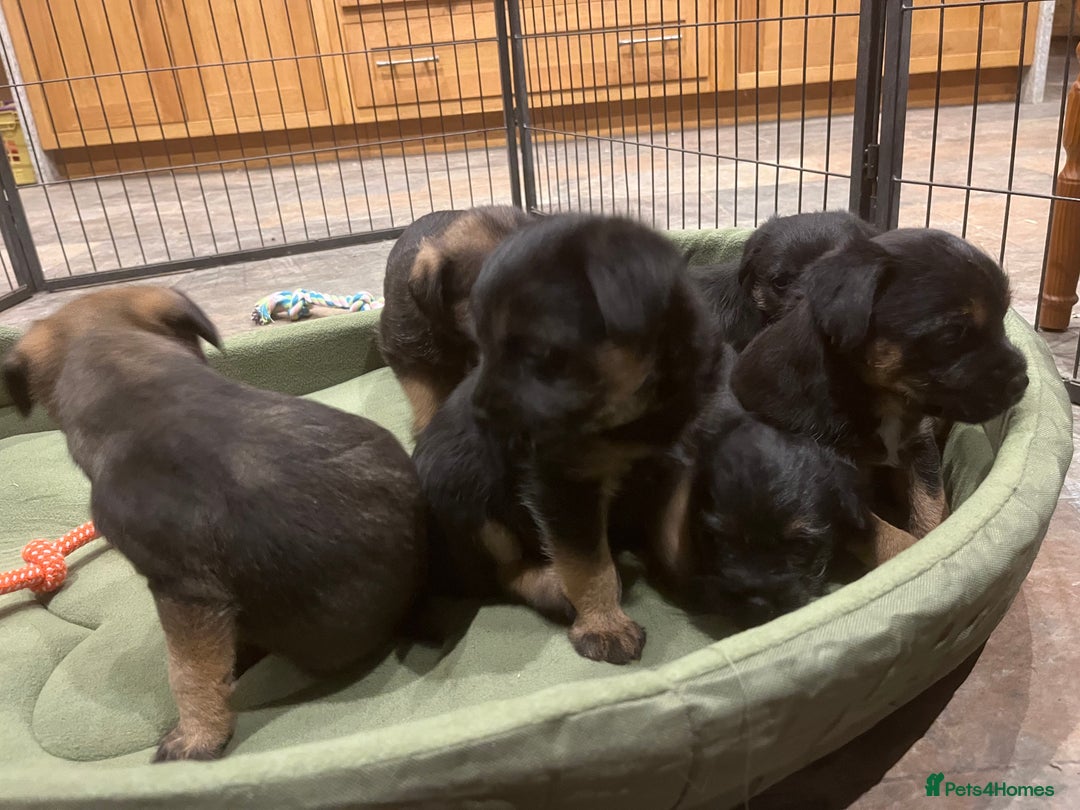 Border Terrier dogs for sale: Beautiful Border Terrier puppies. - Advert 5