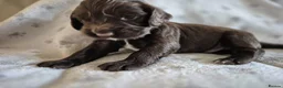Sprocker dogs for sale: Exceptional home reared sprocker spaniel puppies.  - Advert 30