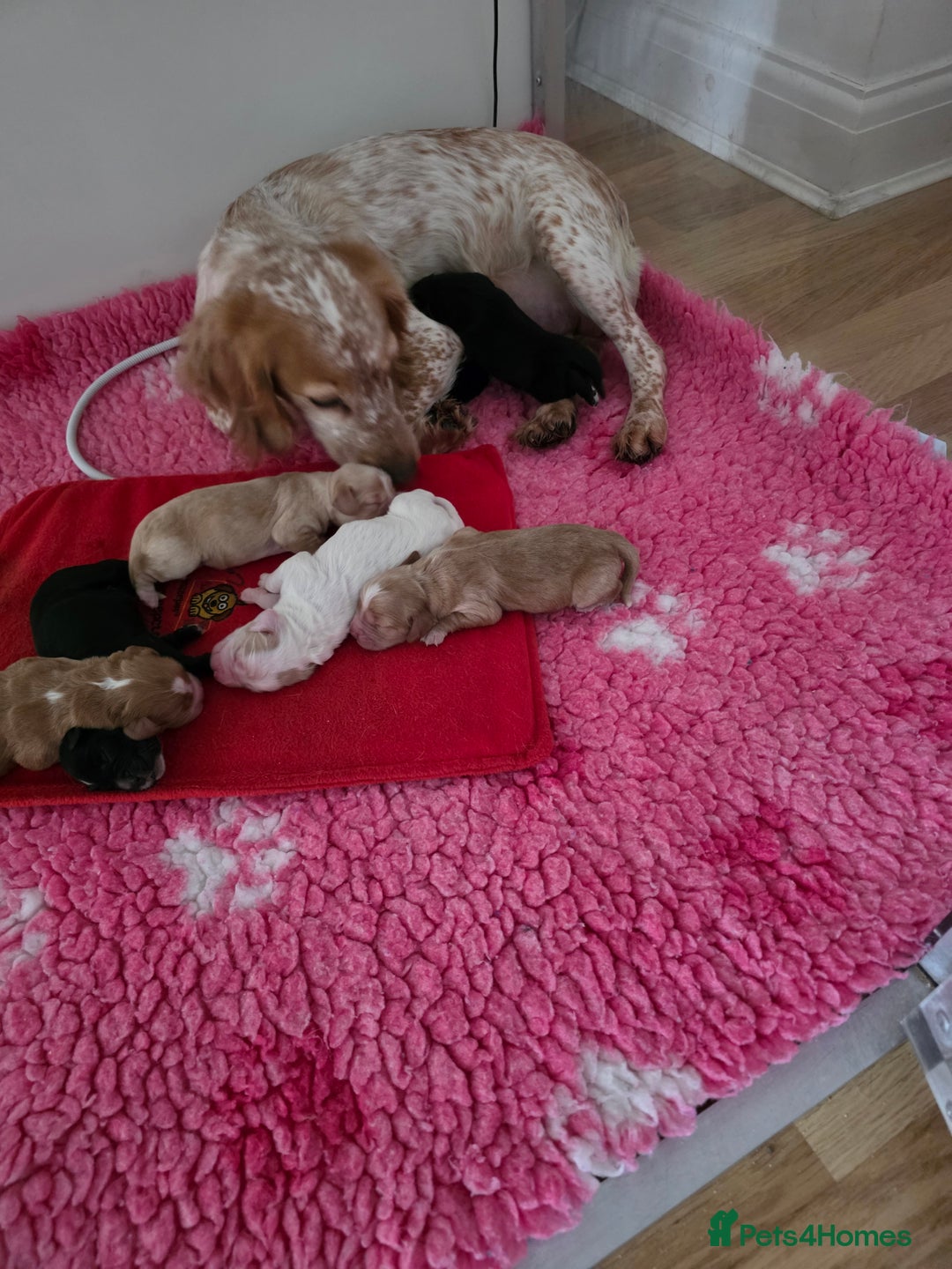 Cocker Spaniel dogs for sale: Kc Reg Cocker spaniel puppies  - Advert 3