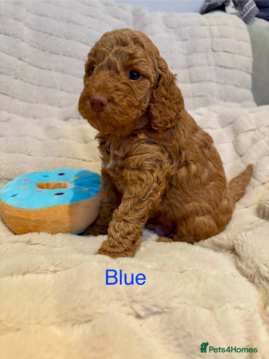 Cockapoo dogs for sale: Beautiful F2 Cockapoos - 5 boys left  - Advert 2