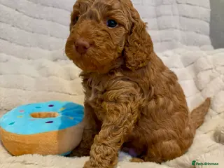 Cockapoo dogs Beautiful F2 Cockapoos - 4 boys left - Advert 12
