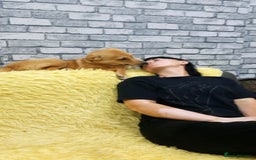 Mixed Breed dogs for adoption: 💖🐶 LESSY 🐶💖 - Image 15