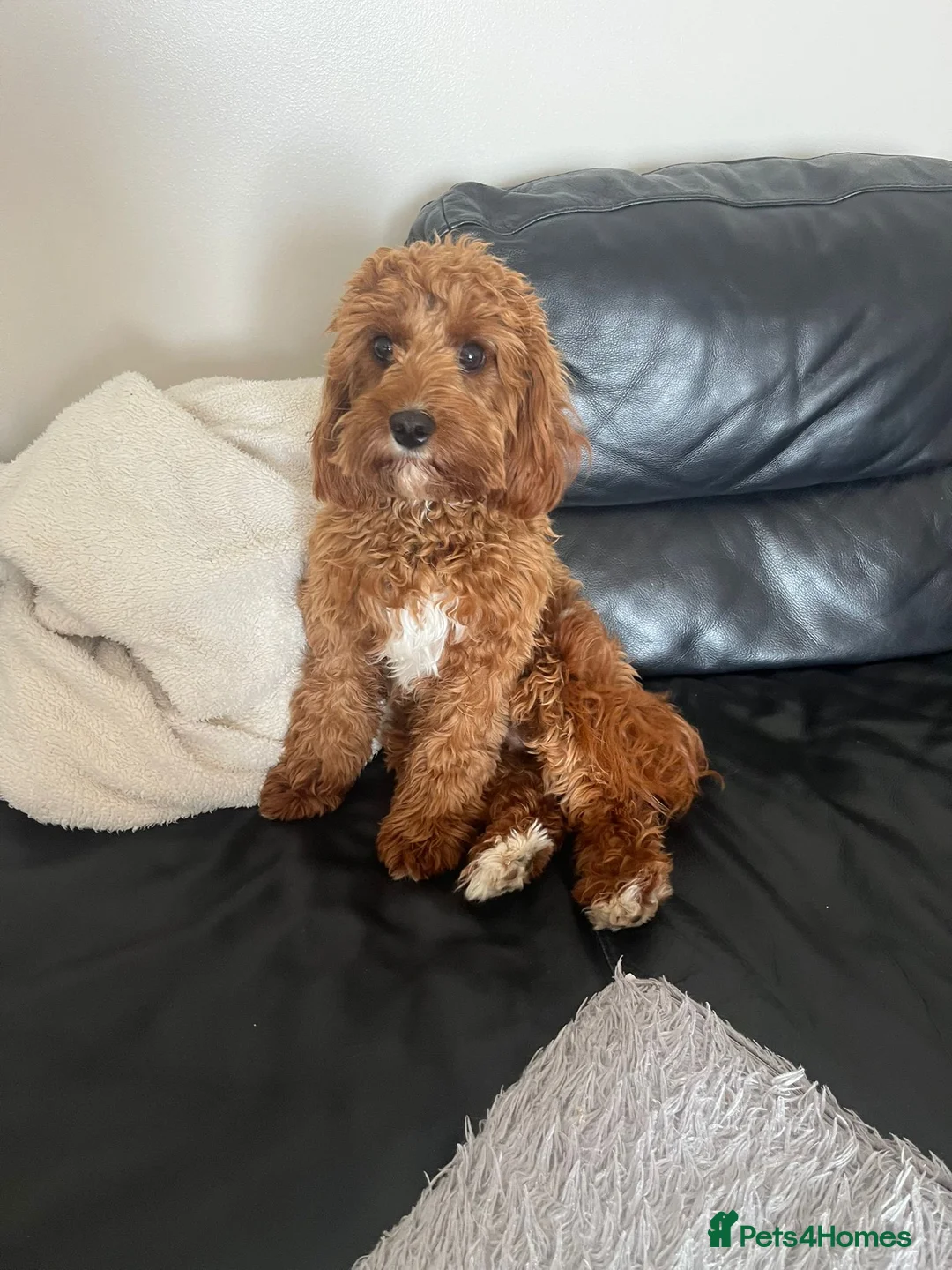 Cavapoo dogs for sale: FB1 Cavapoo - Advert 1