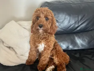 Cavapoo dogs FB1 Cavapoo - Advert 2