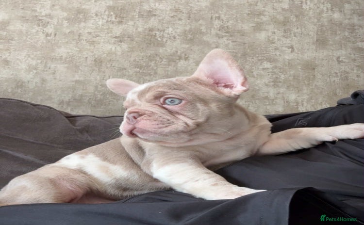 French Bulldog dogs - Advert 16