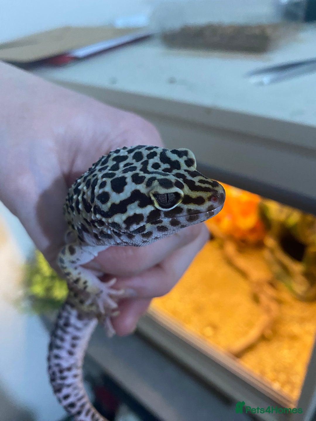 Leopard Gecko reptiles for sale: leopard gecko with enclosure  - Advert 8