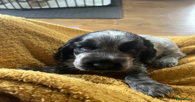 Cocker Spaniel dogs - Advert 8