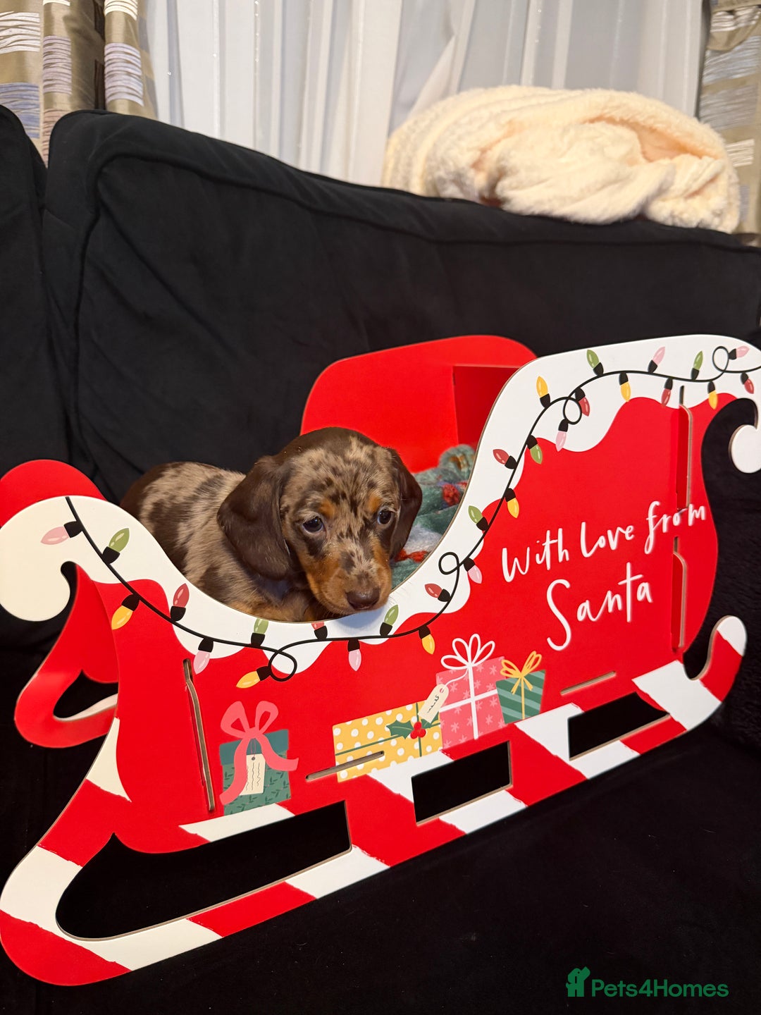 Miniature Dachshund dogs for sale: KC reg Miniature Dachshunds available 24thDecember - Advert 32