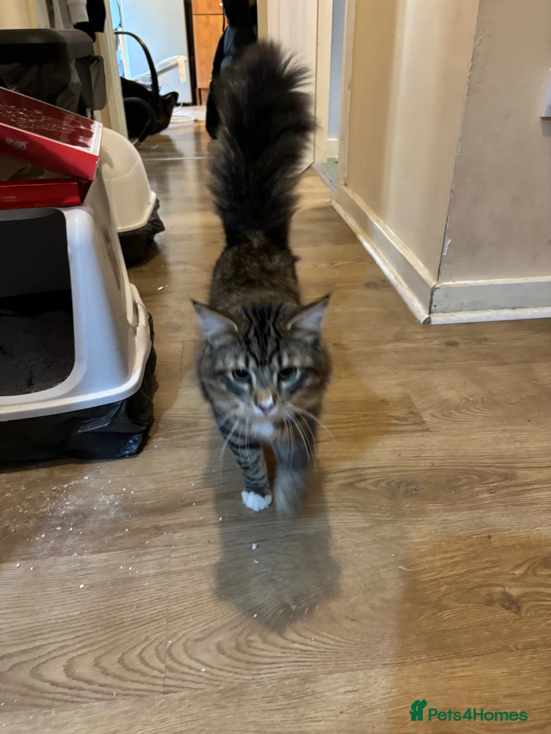 Maine Coon cats for sale: Mainecoon mixed cat - Advert 2