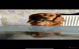 Cavalier King Charles Spaniel dogs for sale: Gorgeous bonded paid of cavalier King Charles - Image 3