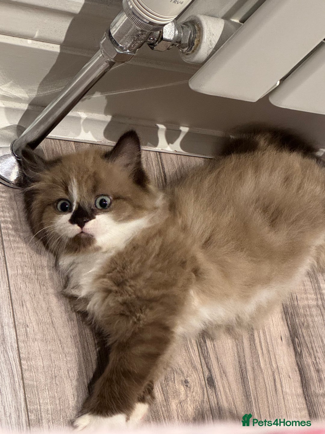 Mixed Breed cats for sale: Loved Kitten Looking for a Forever Home - Advert 1