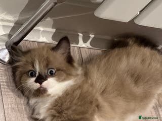 Mixed Breed cats Loved Kitten Looking for a Forever Home - Advert 1