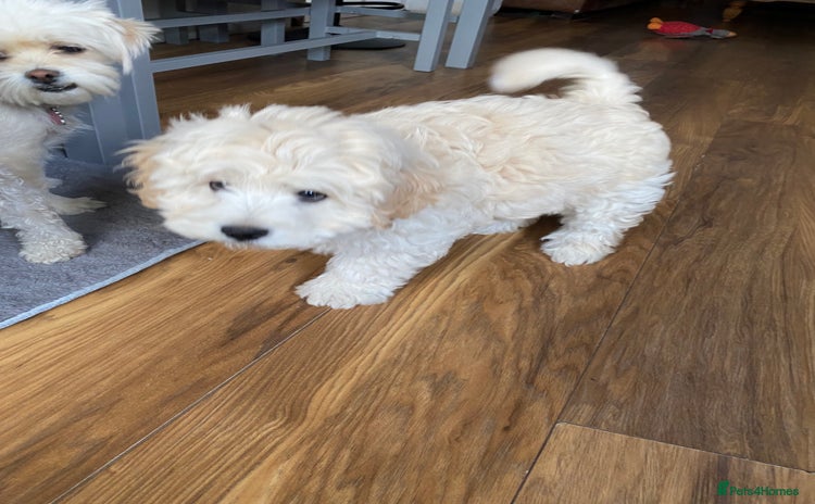 Maltipoo dogs - Advert 8