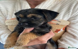 Border Terrier dogs for sale: Border Terrier Puppies for Sale - Image 8