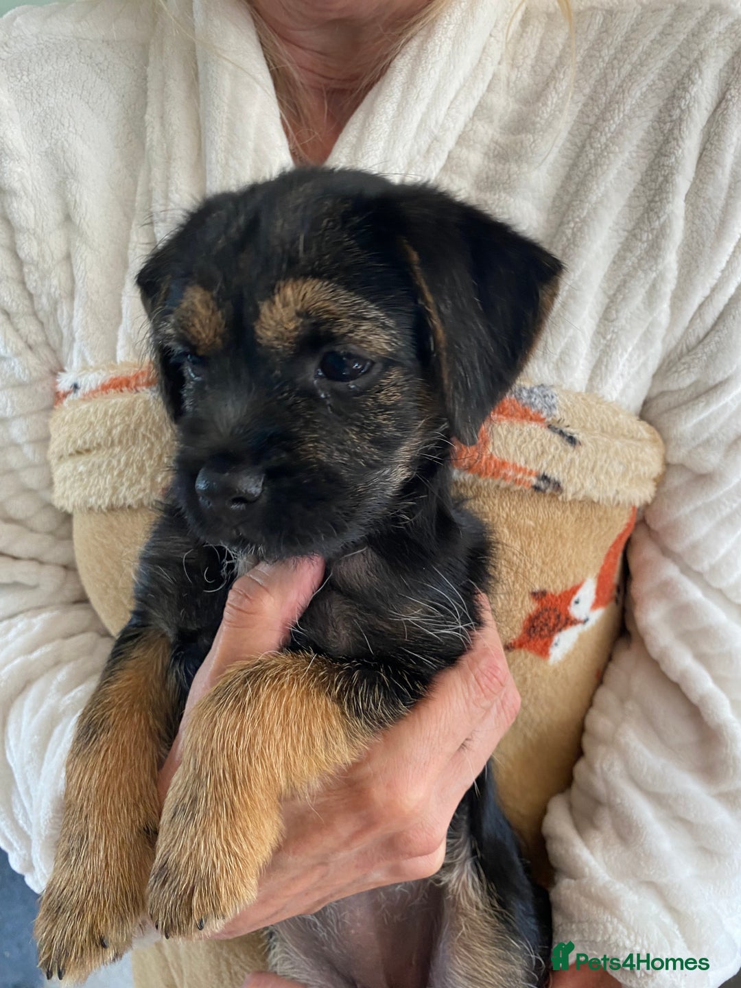 Border Terrier dogs for sale: Border Terrier Puppies for Sale - Image 8