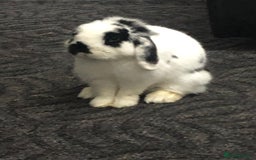 Mini Lop rabbits for sale: Mini Lop Rabbit  - Image 3