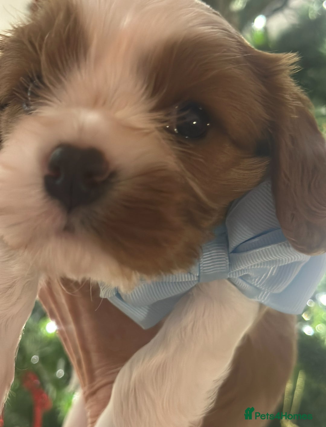 Cavalier King Charles Spaniel dogs for sale: King Charles Cavalier Boy Puppy Champ Stud - Advert 1