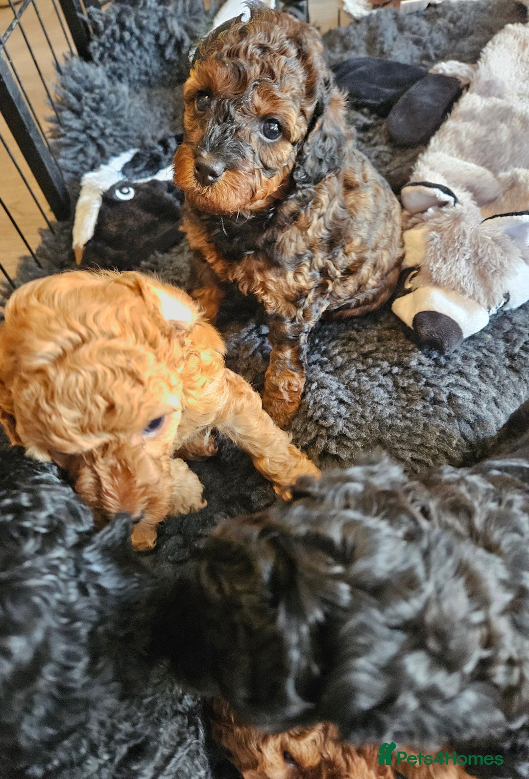 Miniature Poodle dogs for sale: Beautiful Health Tested Poodles - Advert 12