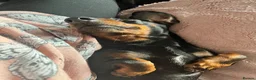 Dachshund dogs for sale: Adult Dachshund female  - Advert 5