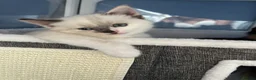 Mixed Breed cats for sale: Beautiful Ragdoll x kittens for sale  - Advert 6