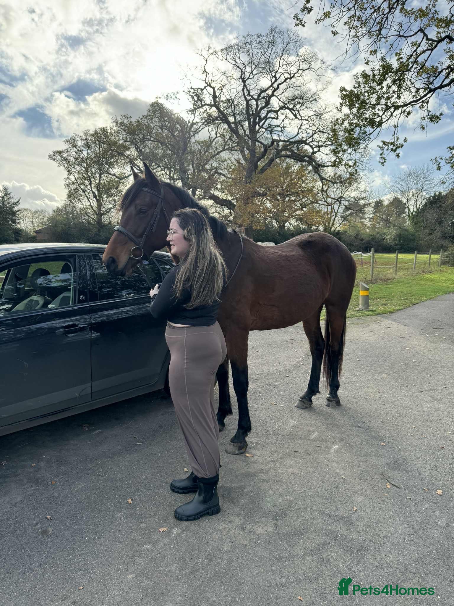 Other Breed horses Very sweet natured mare - Advert 2