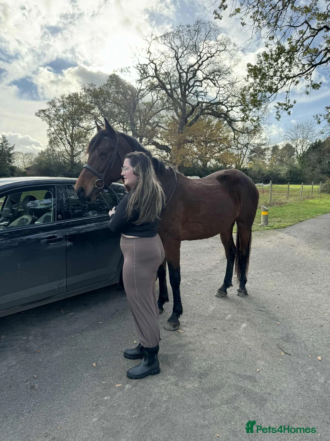 Other Breed horses for sale: Penny super sweet 15.1hh Mare - Advert 2