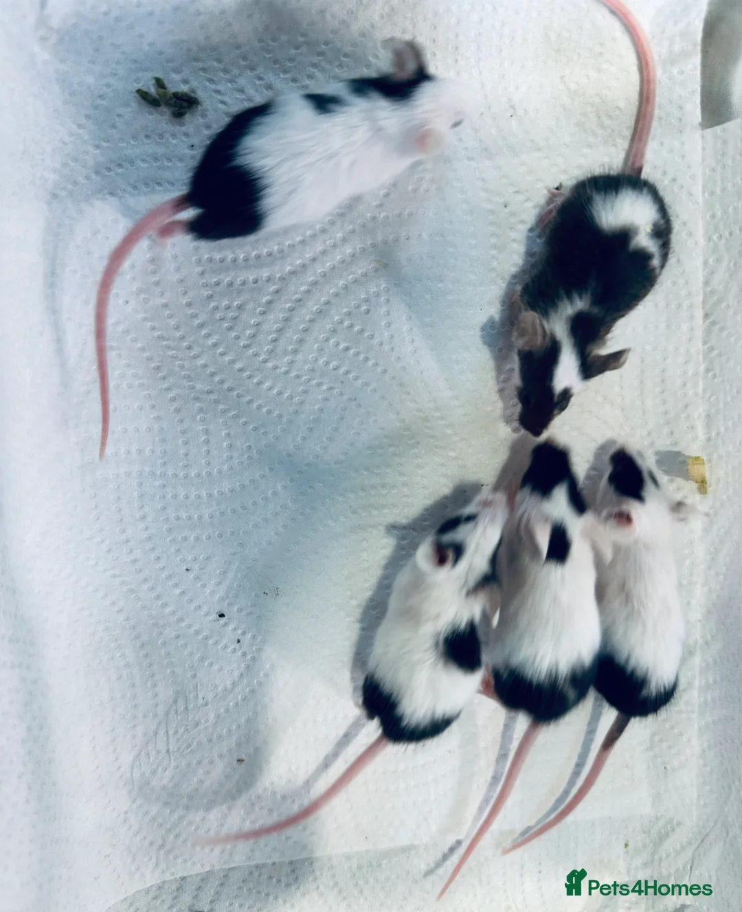 Mouse rodents for sale: Baby Male Fancy Mice  - Advert 2