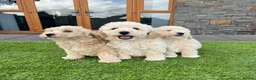 Poochon dogs for sale: Poochon Puppies - Advert 11