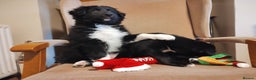 Border Collie dogs for sale: Border Collie Puppies Top Quality! - Advert 3