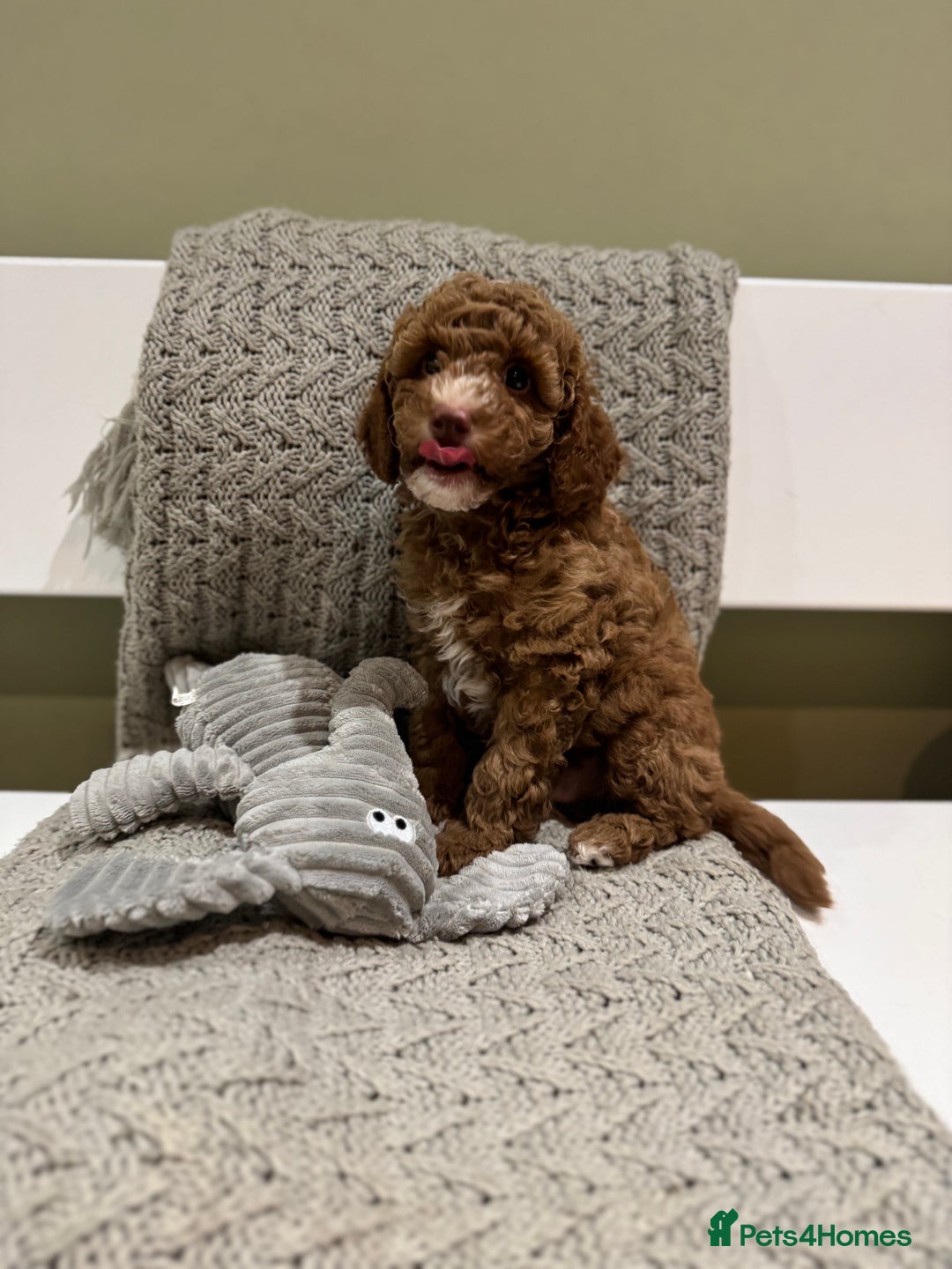 Cavapoochon dogs for sale: Stunning red boy  - Advert 3