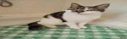 Mixed Breed cats for sale: 9 month old British Short Hair Maine coone cross  in Heathfield - Advert 5