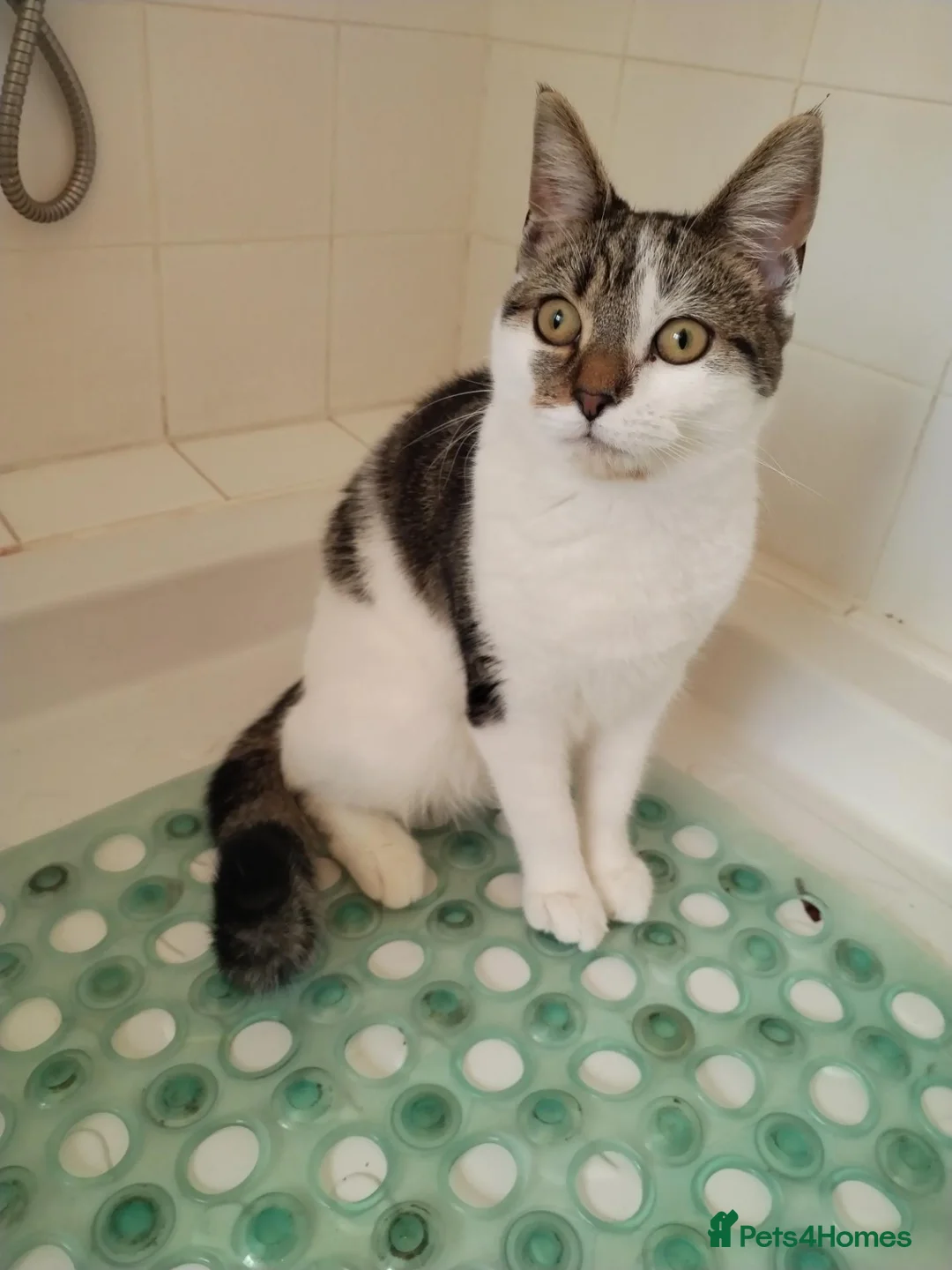 Mixed Breed cats for sale: 9 month old British Short Hair Maine coone cross  in Heathfield - Advert 5