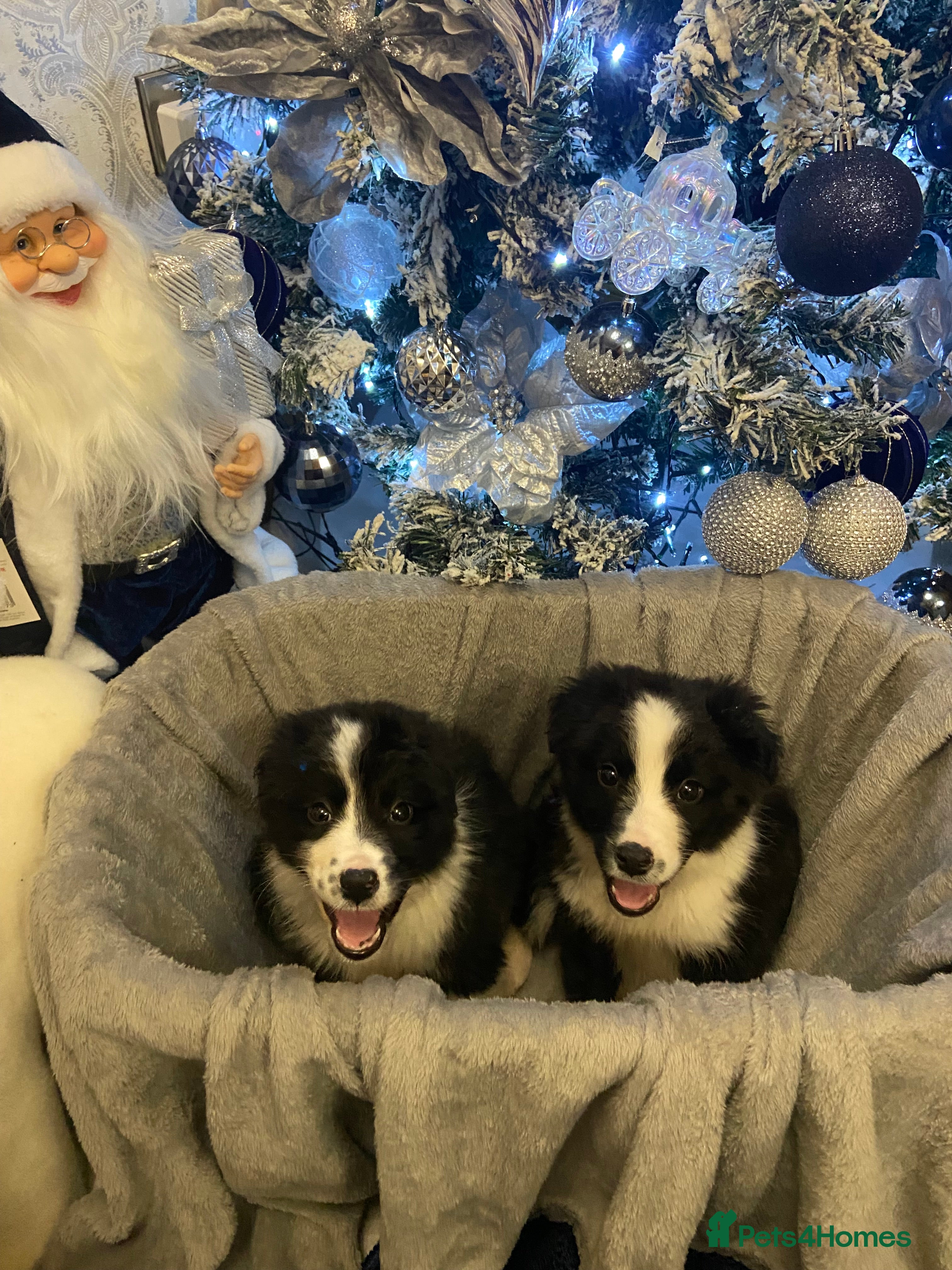 Border Collie dogs Border collie puppies  - Advert 5
