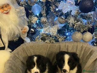 Border Collie dogs Border collie puppies - Advert 3