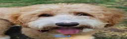Australian Labradoodle dogs for sale: Multigen Australian Labradoodle x Goldendoodle - Advert 35