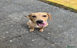 Labrador Retriever dogs for sale: Trigger  - Image 2