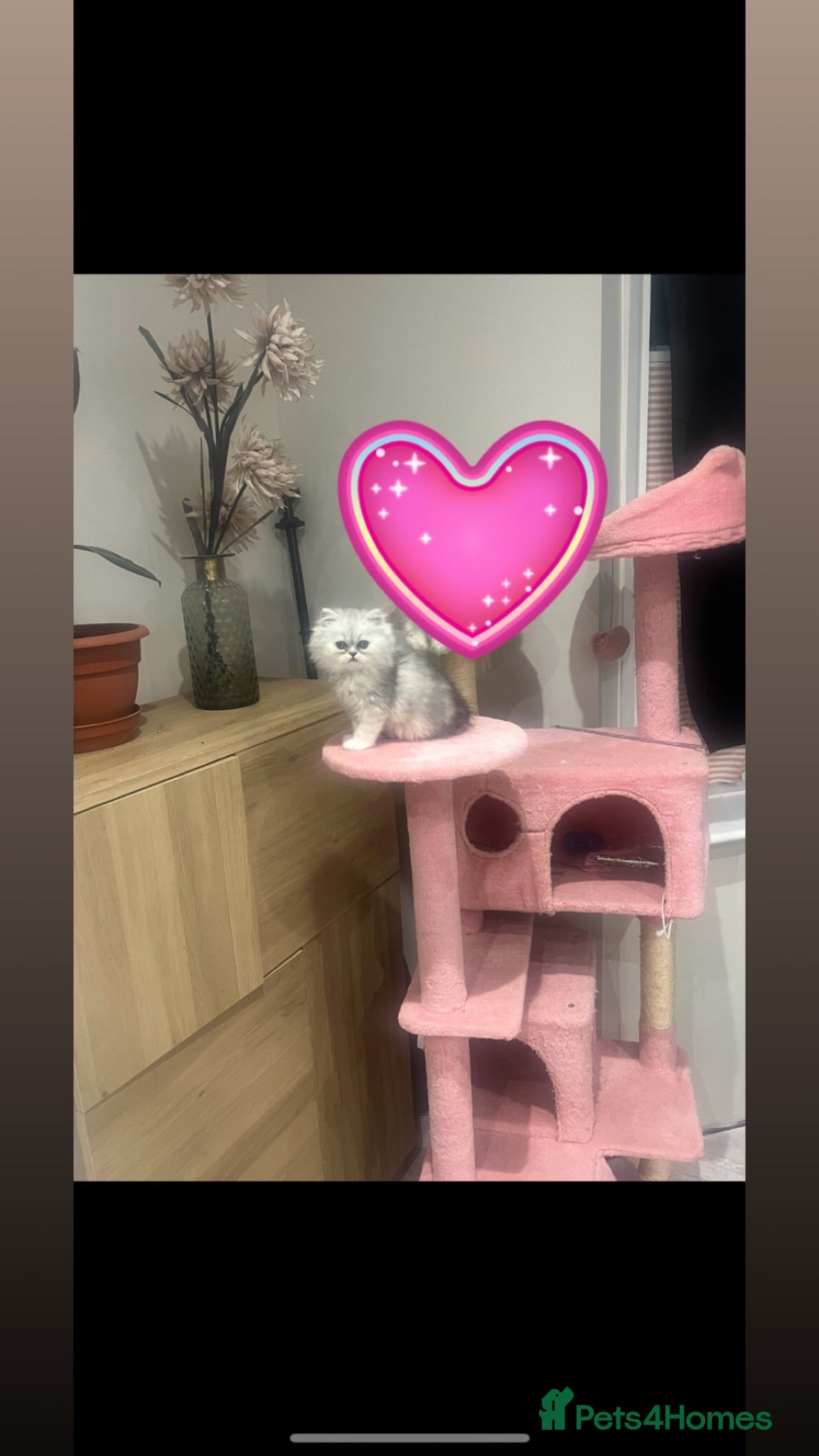 Persian cats Pure Persian silver shaded girl. Ready now  - Advert 2