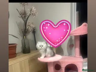 Persian cats Pure Persian silver shaded girl. Ready now - Advert 2