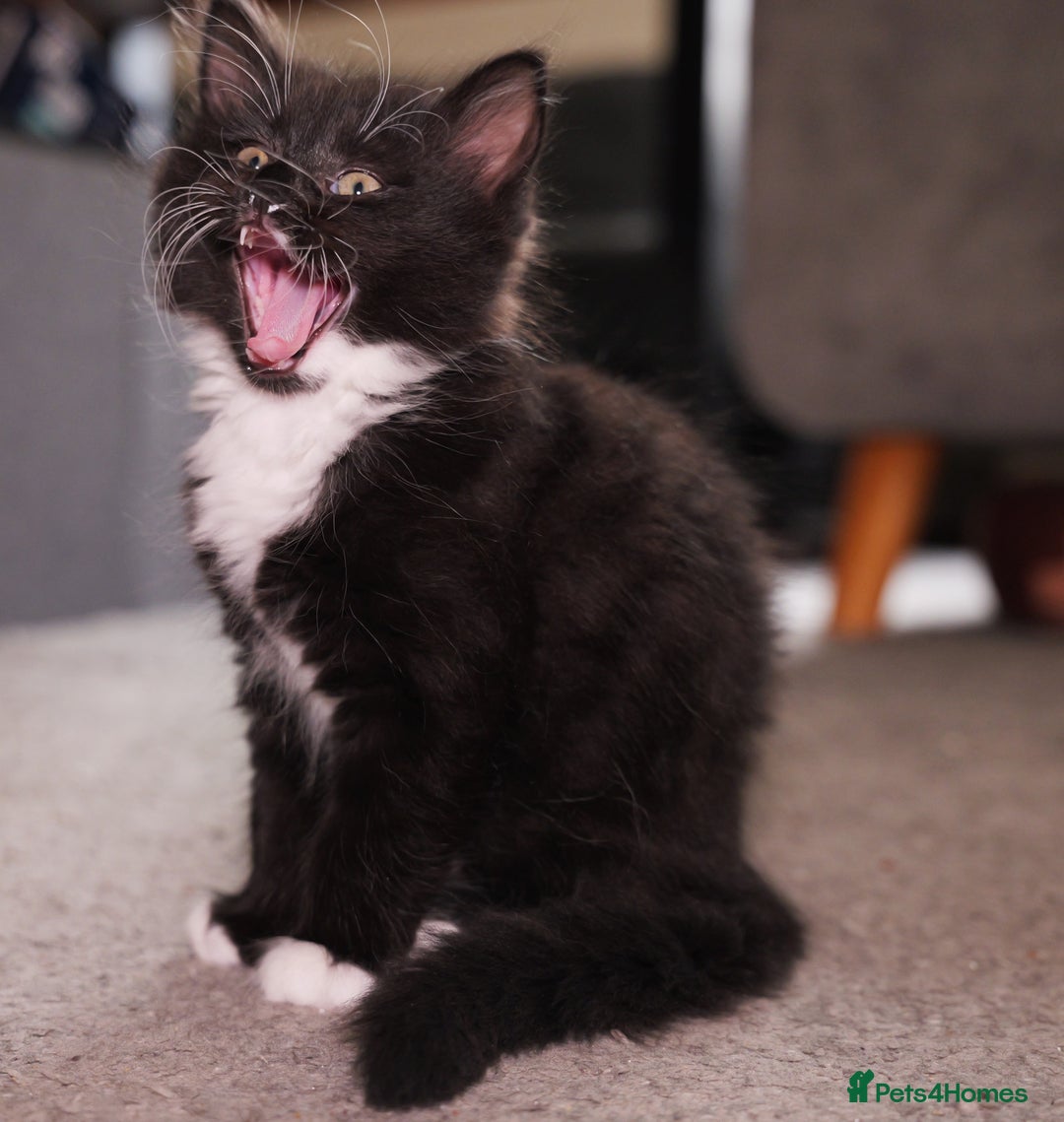 Turkish Angora cats for sale: Playful, Socialised Kittens Seeking Loving Home - Advert 8