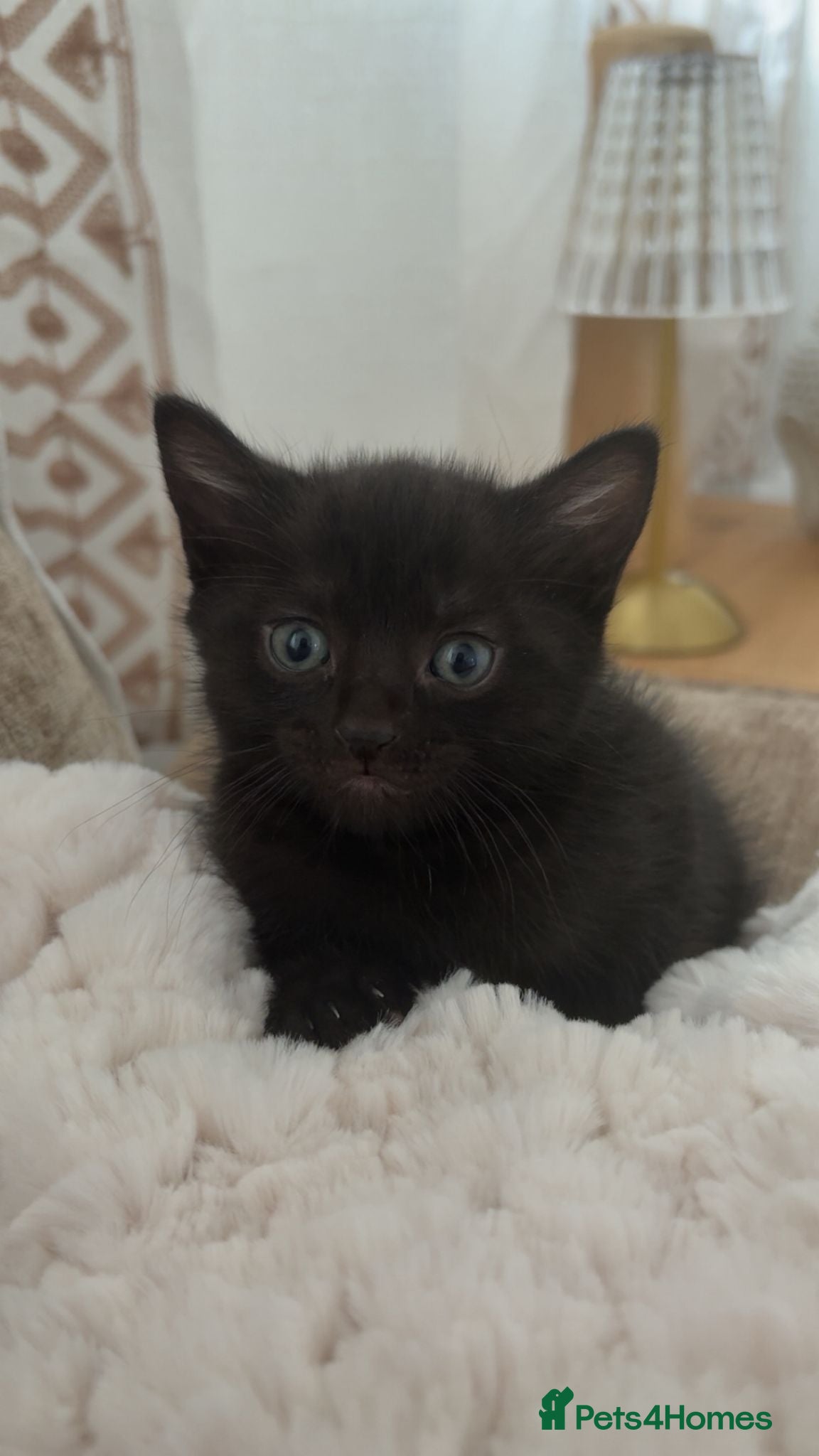 Mixed Breed cats Stunning kittens - Advert 1